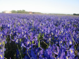 Iris Discovery